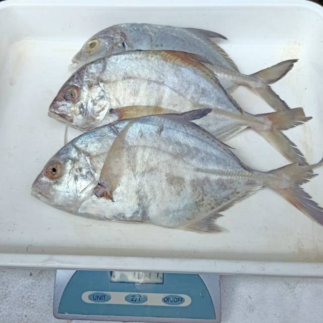 

Ikan Kuwe 1 KG