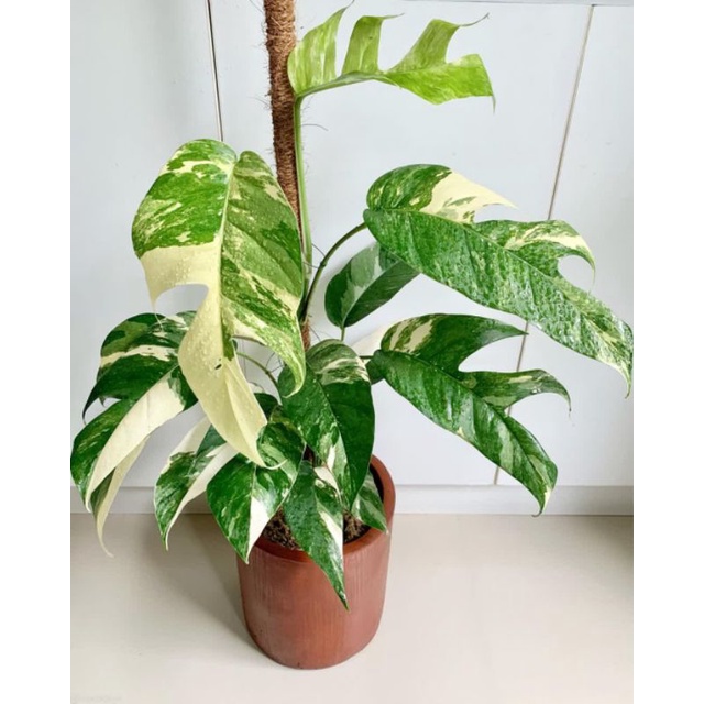 Tanaman hias epipremnum pinnatum variegata / epip varigata