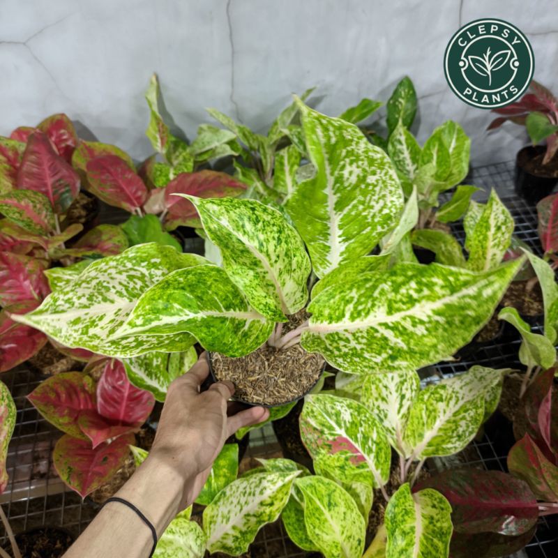 aglonema striptis white