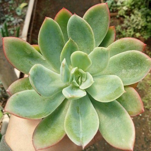 Sukulen Echeveria Lemon Lime White Hijau  Mutasi