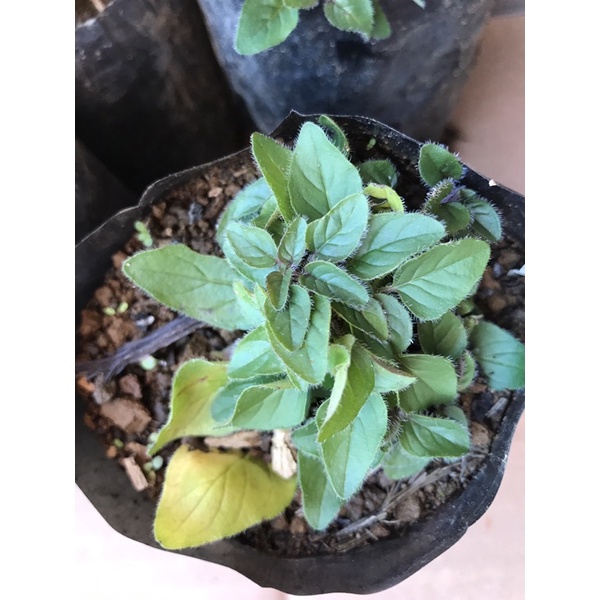 bibit unggul oregano / tanaman oregano