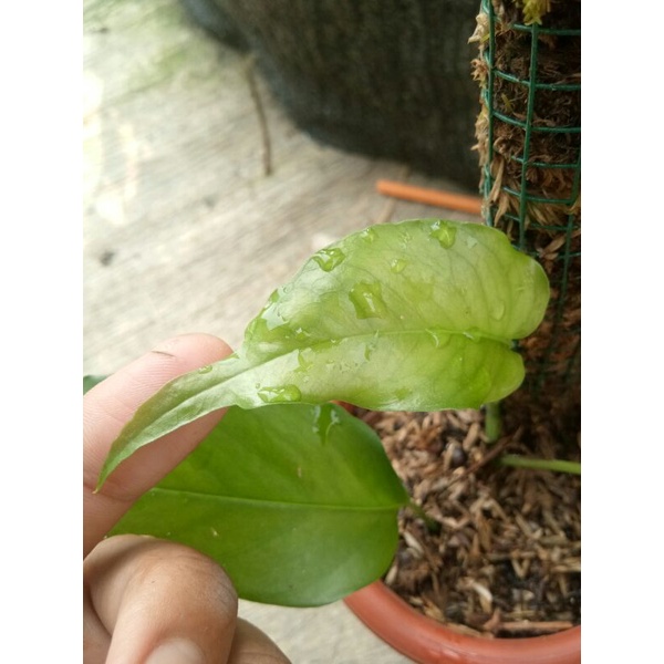 epipremnum skeleton key