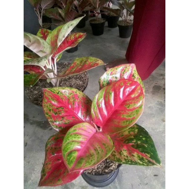 bonggolan aglonema wulandari