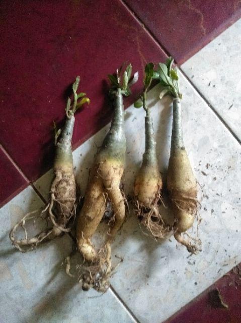 Paket 4 Batang Bibit Bunga Kamboja Jepang Adenium Triple Warna Terbaru 2019 Bonggol Besar