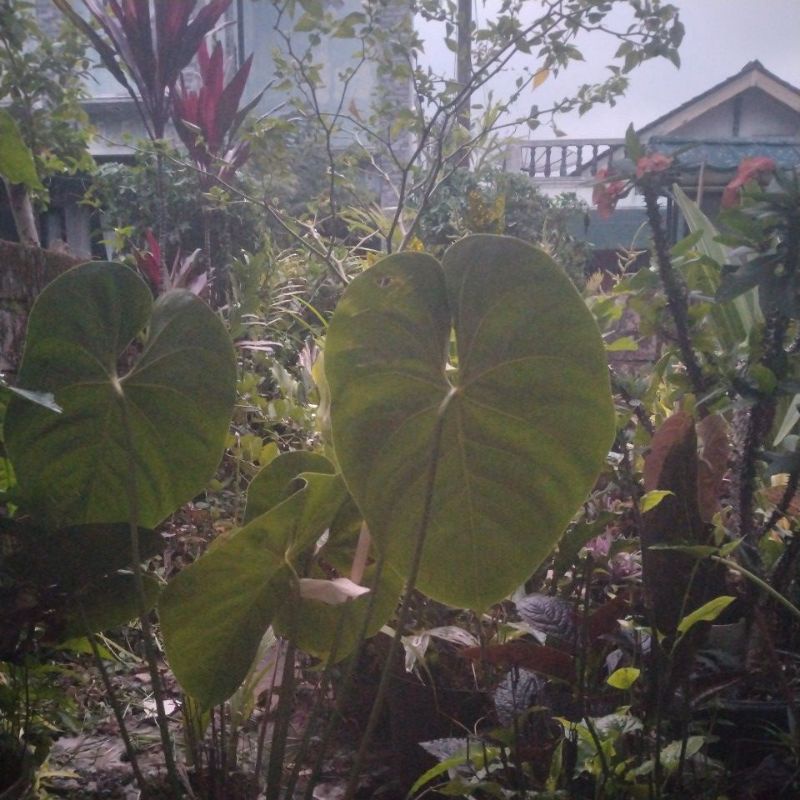 

kopi robusta