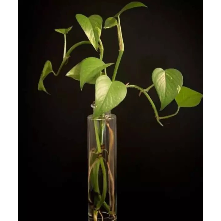 tanaman hias daun sirih - tanaman tahan air - tanaman indoor - Tanaman Air - aesthetic decor