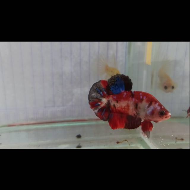 

Ikan Cupang Red Koi Galaxy