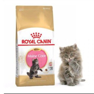 Royal Canin Maine coon kitten 4kg makanan kucing Royal Canin