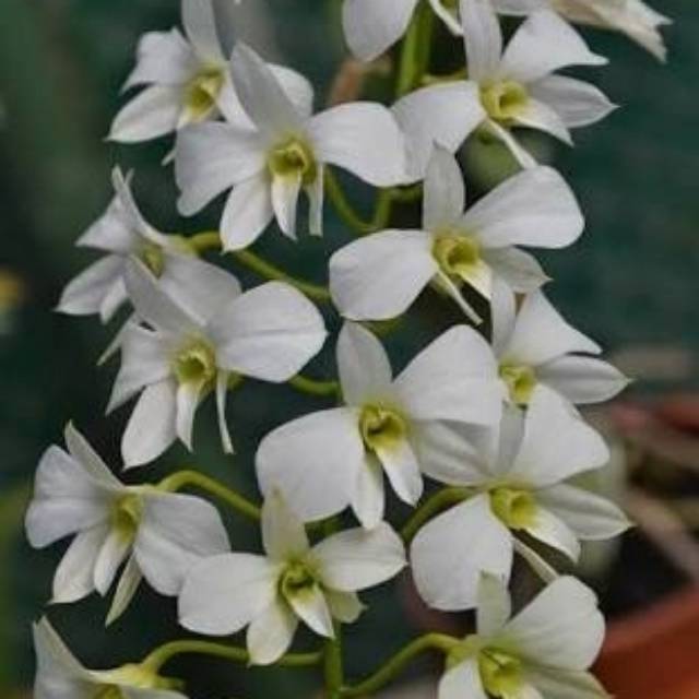 Anggrek dendro affine /sikupu-kupu putih /larat putih