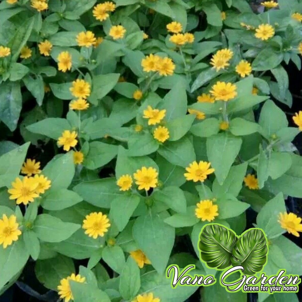 

bunga matahari mini / butter daisy / seribu bintang