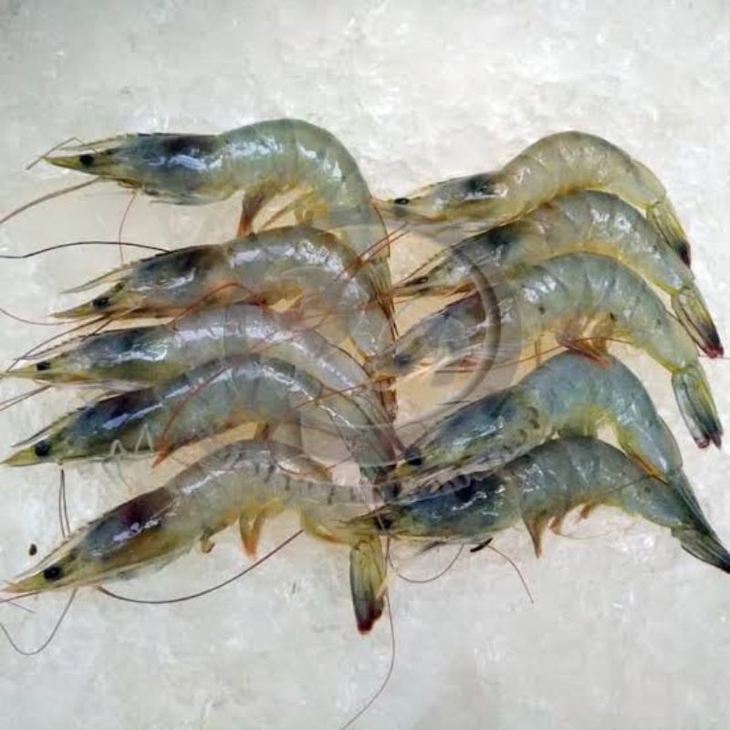 

udang besar 500 gram