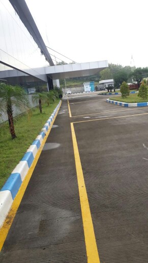 Philodendrom Selloum