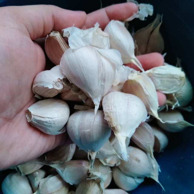 

Bawang Cutting
