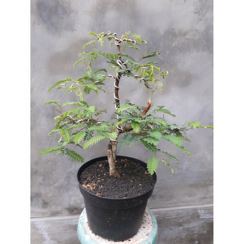 Harga bonsai asem jawa