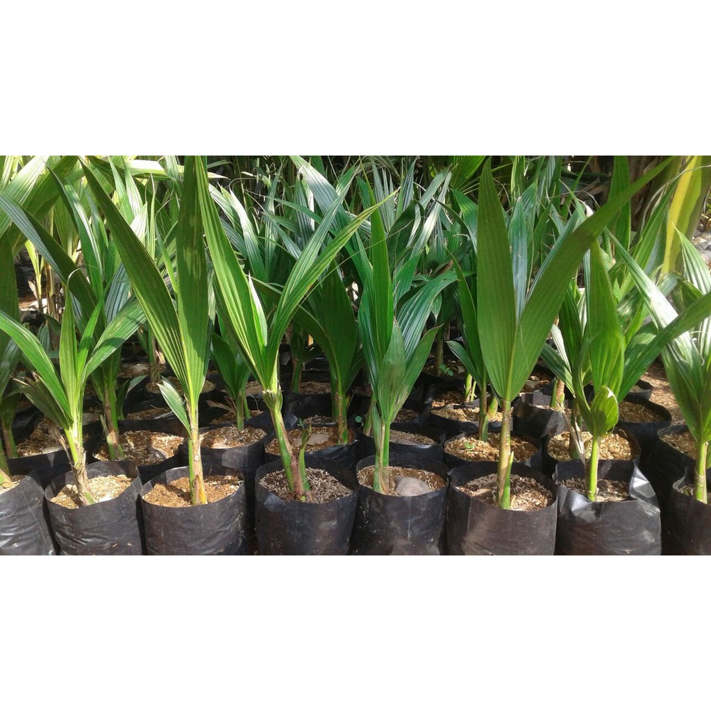 Bibit Kelapa Pandan Wangi