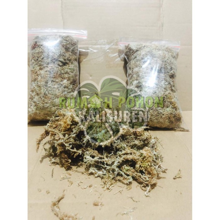 MEDIA TANAM SPHAGNUM MOSS CHILE - MOSS PUTIH KEMASAN 1KG