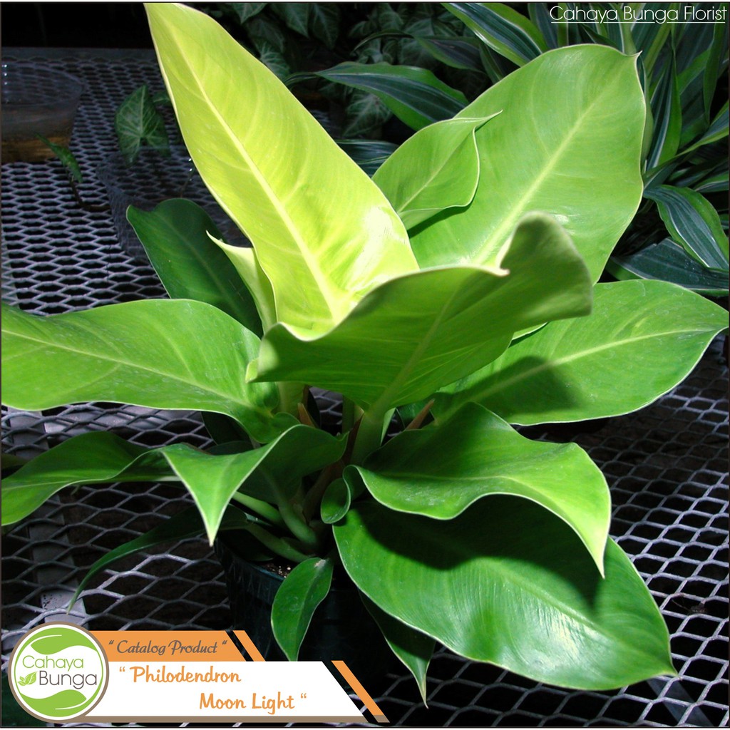 Tanaman Hias Philodendron Moonlight Shopee Indonesia