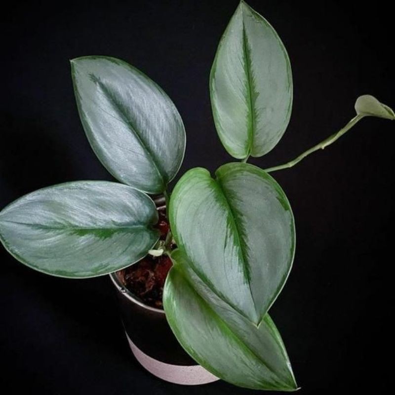 Tanaman hias scindapsus treubii rimbun