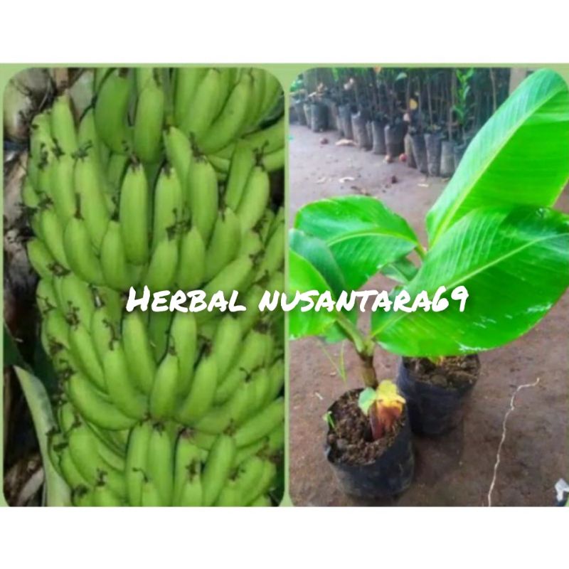 cara tanam pisang nangka