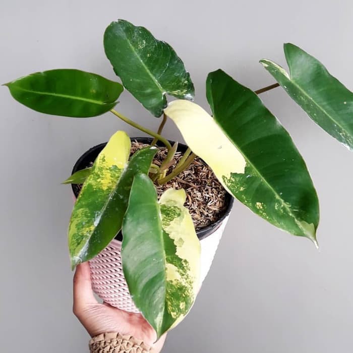 Jual Tanaman Hias Indoor Philodendron Burlemarx Variegata Tanaman Hias Shopee Indonesia