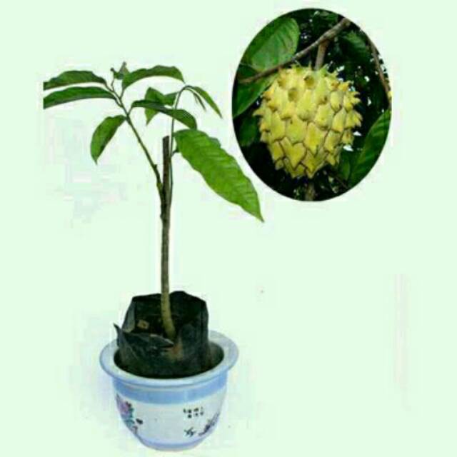 Bibit tanaman buah srikaya biriba