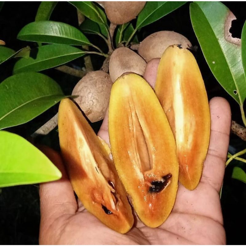 Bibit SAWO MENTIMUN Okulasi Siap BERBUNGA & cepat BERBUAH