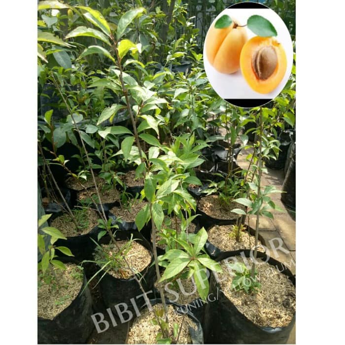 bibit plum kuning/yellow plum