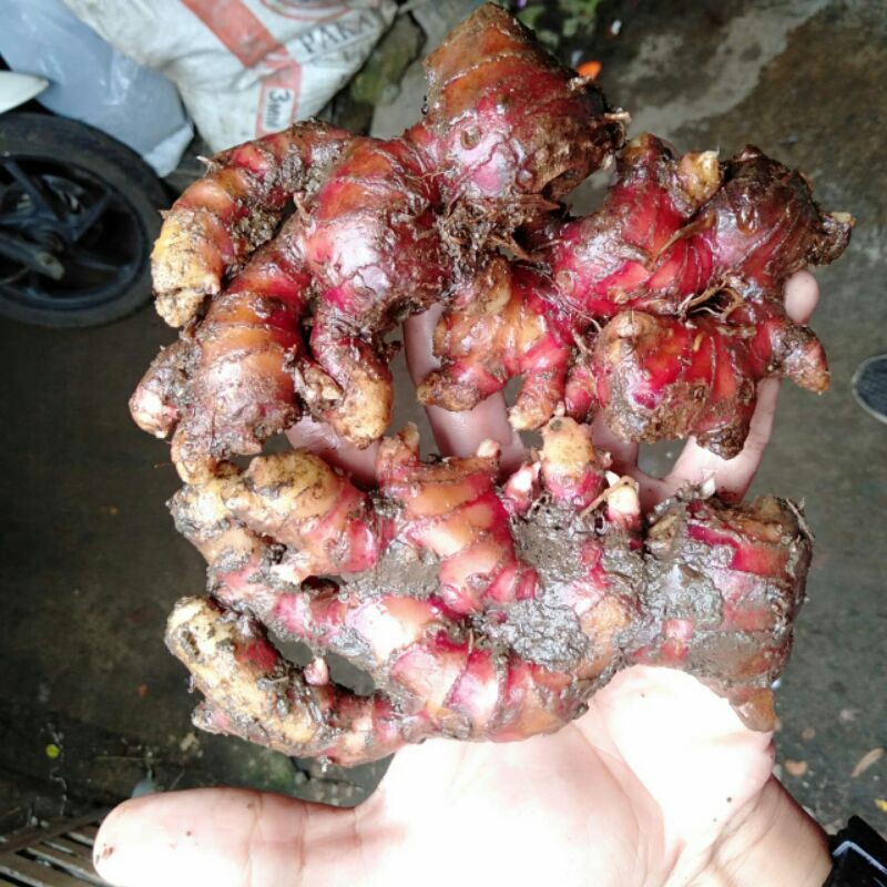

jahe merah