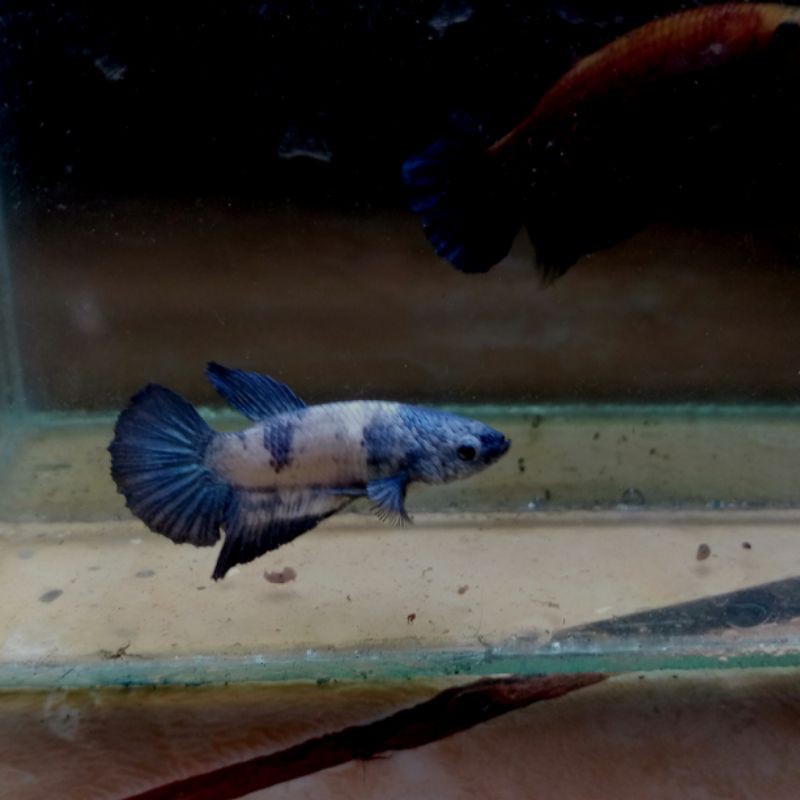 Cupang Blue Panda Line Blue rim