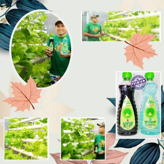 Nutrisi hidroponik sayur ( AB mix )