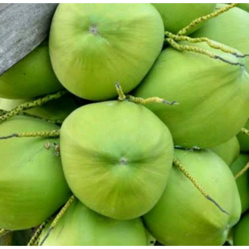 

kelapa muda
