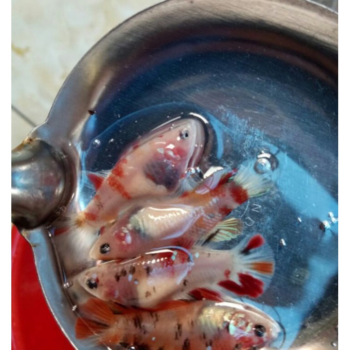 Ikan cupang plakat Nemo betina