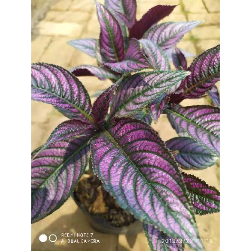 Keji Beling Ungu Tanaman Keji Beling Ungu Samber Lilin Bisa Tanaman Hias Bisa Tanaman Herbal