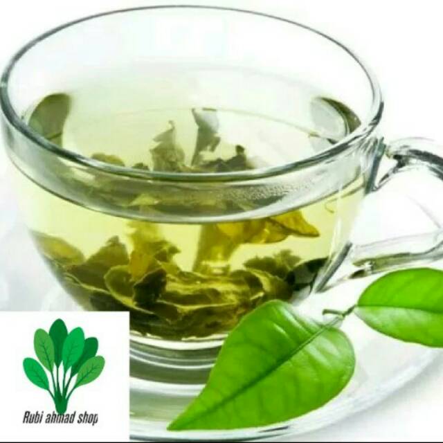 Bibit pohon daun teh hijau/tanaman daun teh hijau/obat herbal