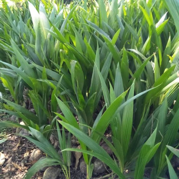 

Kelapa hibrida 30_40cm