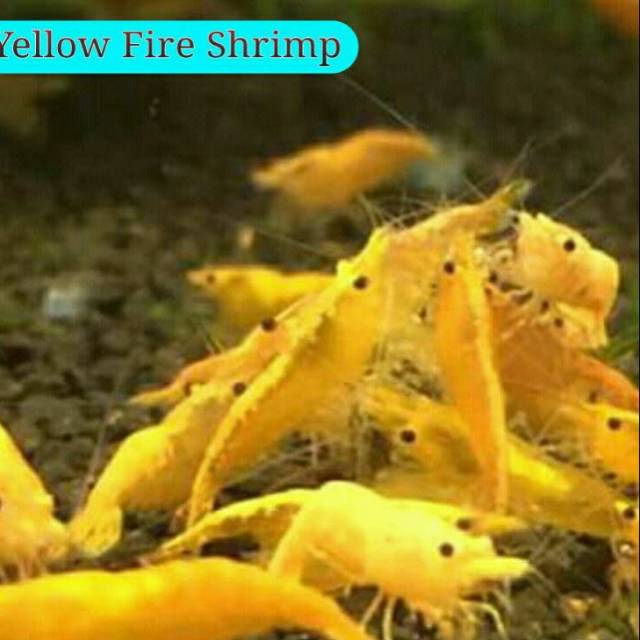 Udang yellow fire | Shopee Indonesia