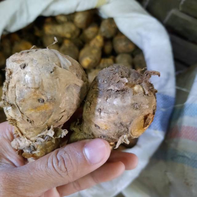 

Temulawak 1kg