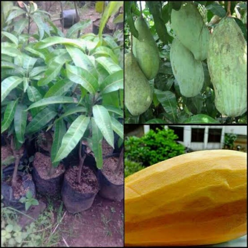 bibit mangga aromanis bibit mangga jumbo hasil okulasi siap berbuah