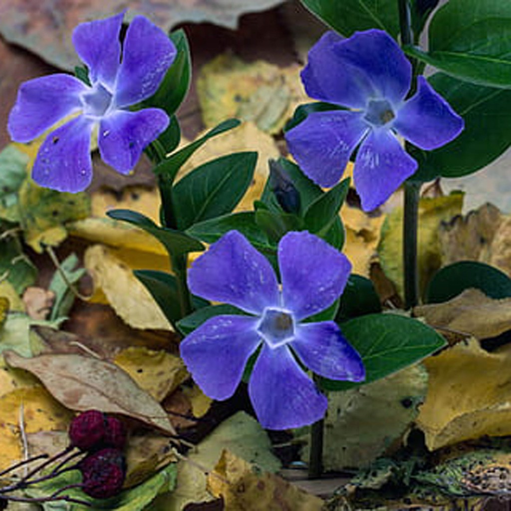 Bibit Benih Biji Bunga Vinca Blue - Benih Tanaman Bunga Vinca Blue - Bunga Vinca Biru - COD