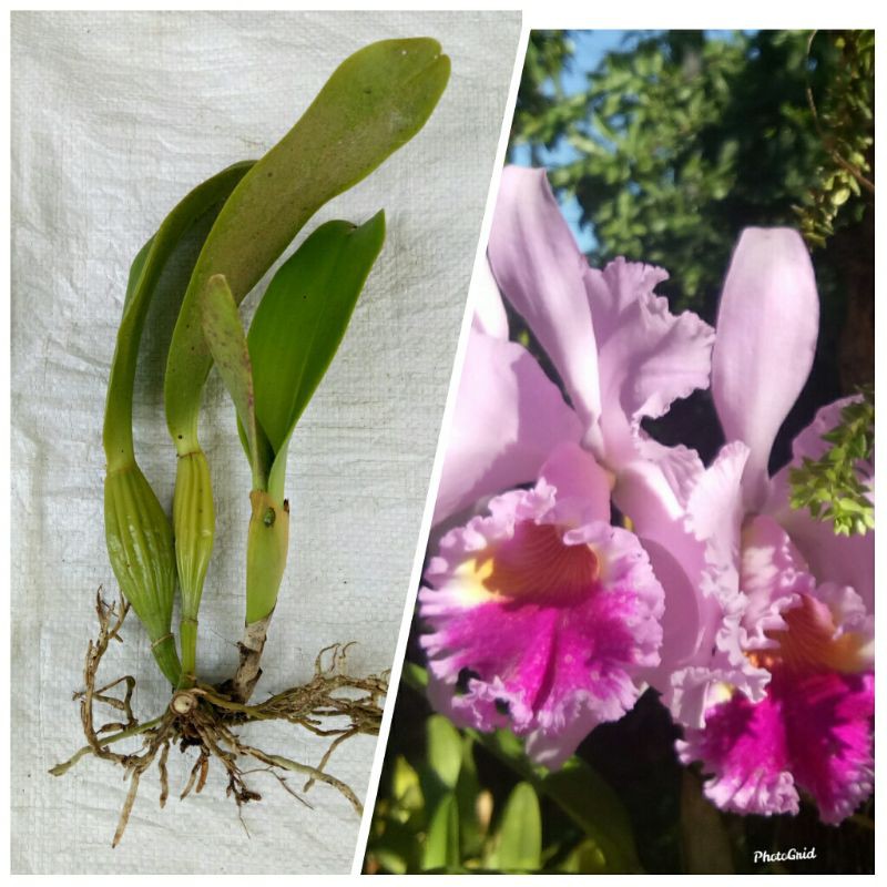 Anggrek Cattleya Mantini keriting jumbo dewasa (hasil split)