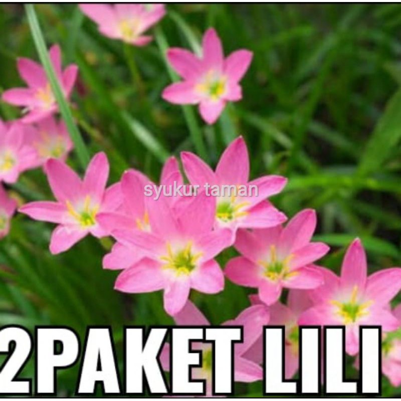 2 paket bibit tanaman hias liliy tulip / pohon bunga lili tulip