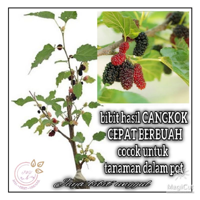 Bibit Tanaman Buah Murbei Pohon Murbei Bibit Arbei Bibit Murbei