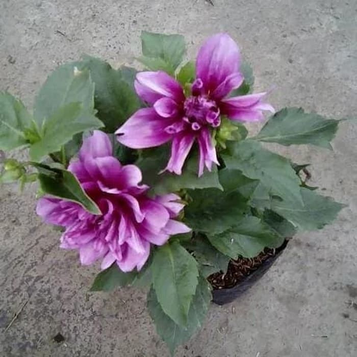 Tanaman Bunga Dahlia Berbunga BERGARANSI