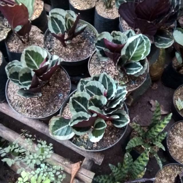 Calathea marion / tanaman calathea marion