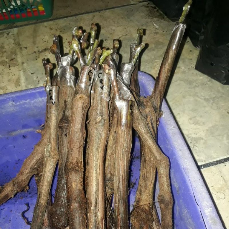 

Cutting Grafting Anggur Import Carnival