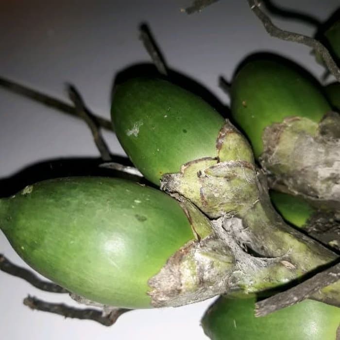 

Terbaik Promo Jual Buah Pinang Muda 500 gram - GRATIS akar pinang
