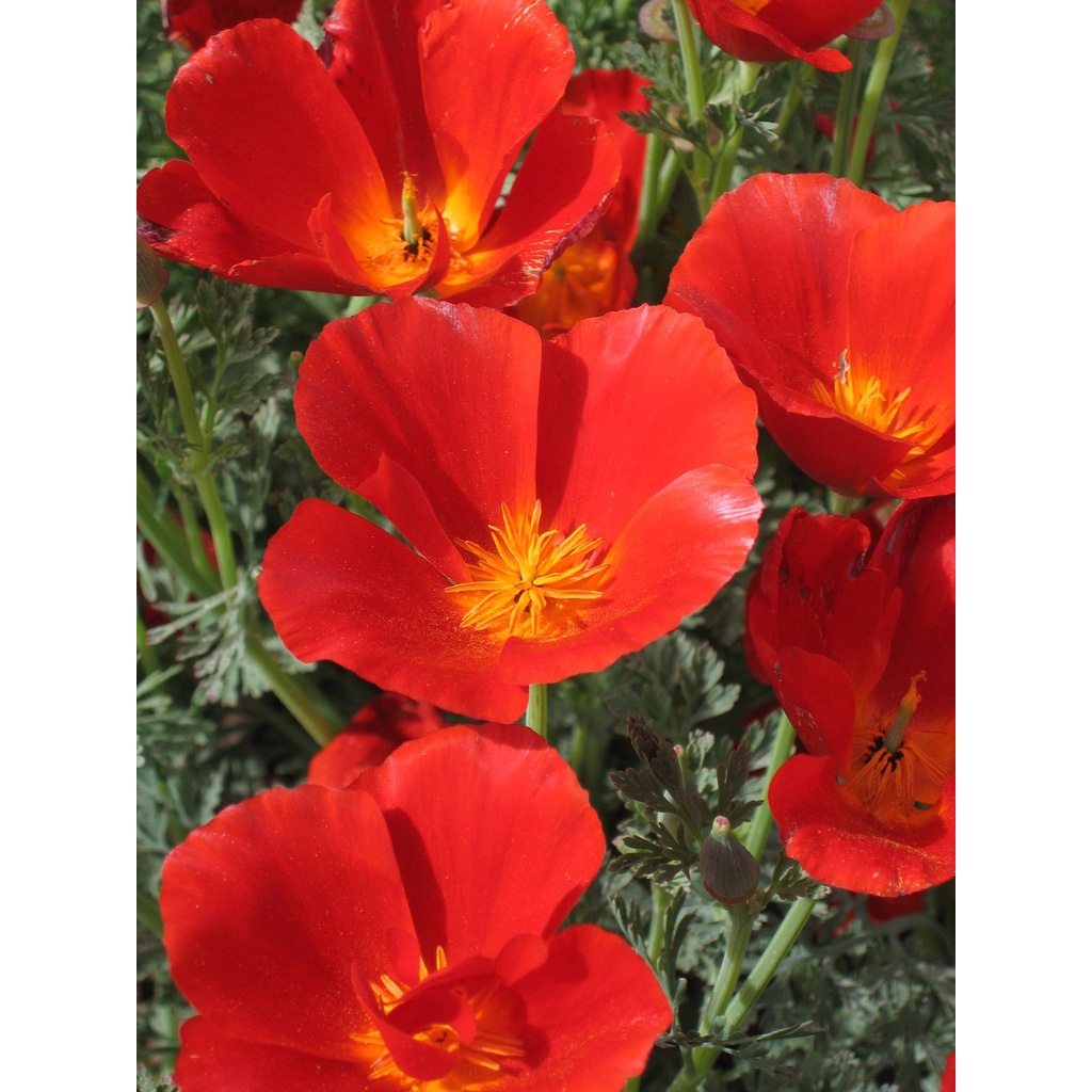 Benih Bibit Biji - Bunga California Poppy Mikado (Eschscholzia californica) Flower Seeds - IMPORT