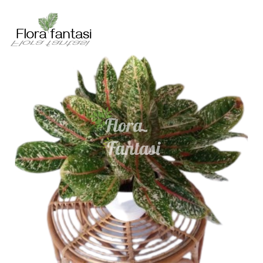 Aglonema dona carmen / Tanaman hias / Tanaman indoor (tanaman hidup bunga hidup cantik cantik murah 