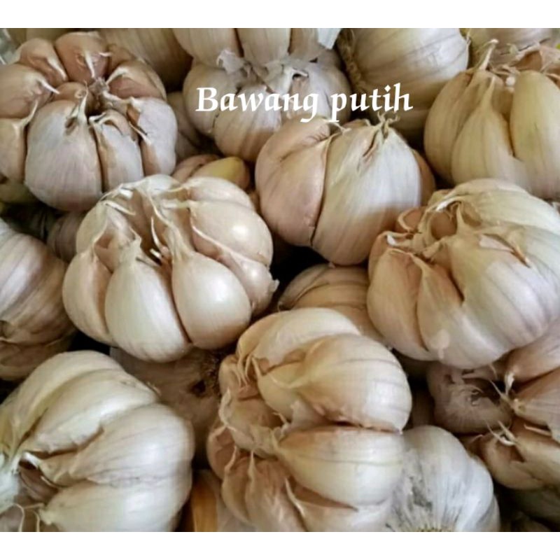 

Bawang Putih