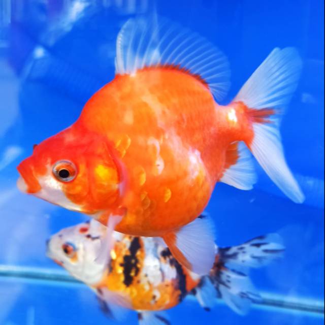 

Ikan Koki